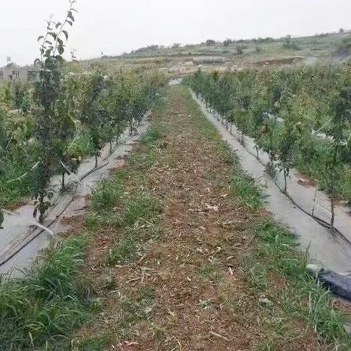 防草?